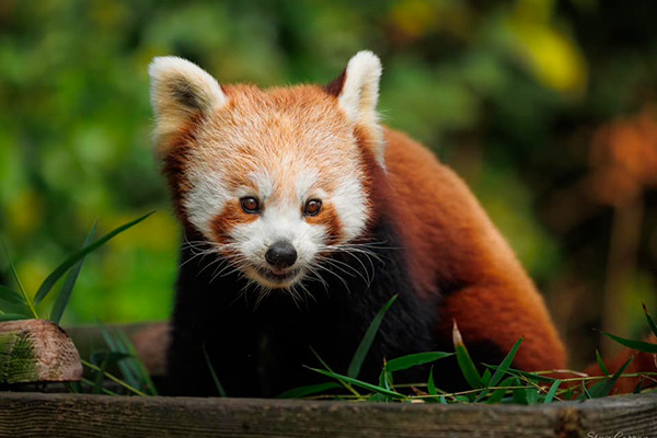 Curragh Wildlife Park