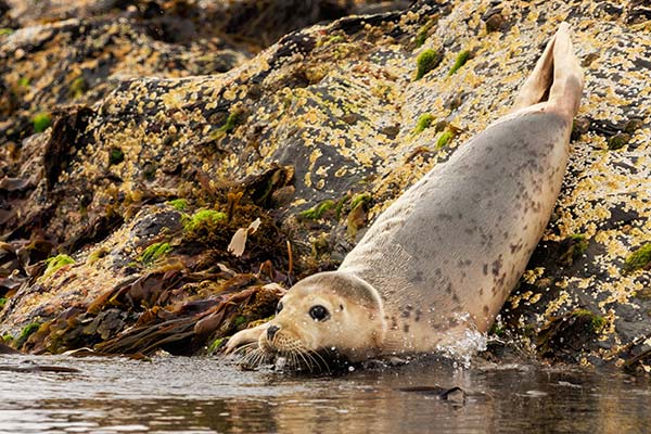 Grey seals at The Sound