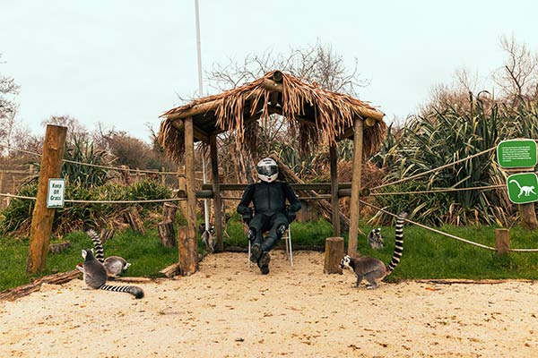A person wearing full mororcycle gear at Curraghs Wildlife Park surrounded by lemurs